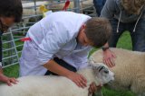 Judging sheep