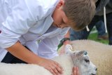 Judging sheep