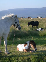 Appleby Horse Fair, Appleby in Westmorland