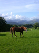 Horse Cumbria,Horse in Field Lake District Horse