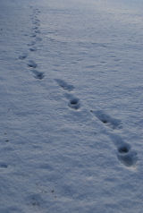 footprints in snow