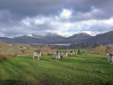 mbs,  Herdwick Sheep Cumbria