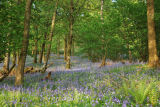 Bluebells Far Sawrey