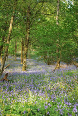 Bluebells Far Sawrey