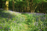 Bluebells Far Sawrey