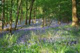 Bluebells Far Sawrey