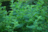 Lemon Balm