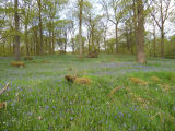 Bluebells Cunsey