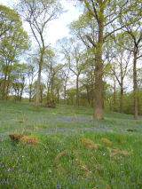 Bluebells Cunsey