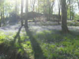 Bluebells Skelwith Bridge