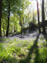 Bluebells Skelwith Bridge