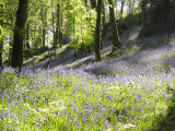 Bluebells Skelwith Bridge