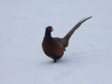 Pheasant in snow