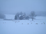 Sheep in snow