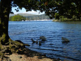 Swans Windermere