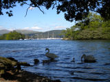 Swans Windermere